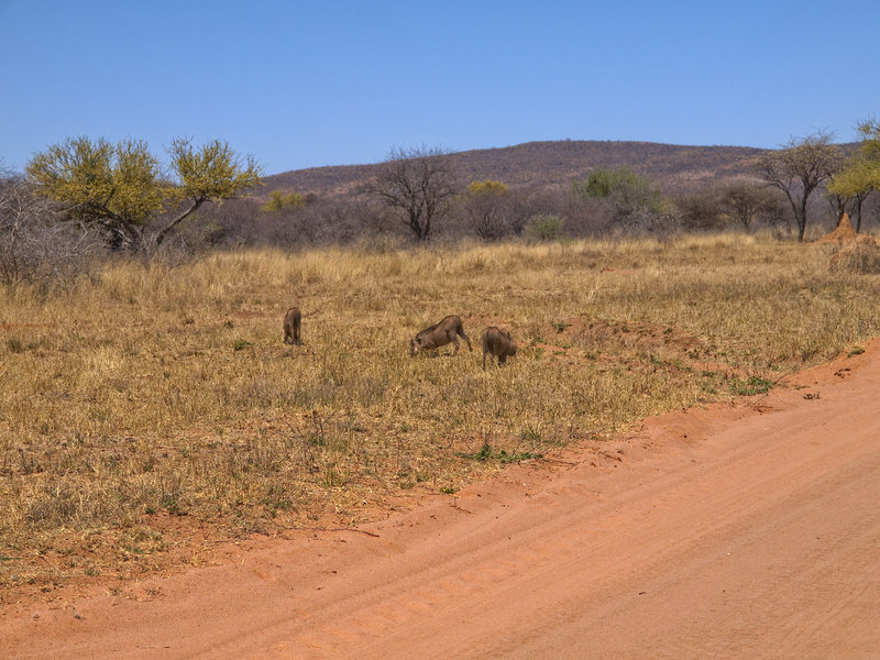 Warthog, Okonjima